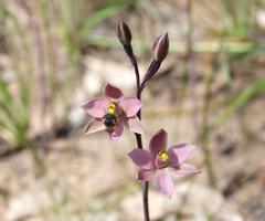 Thelymitra luteocilium