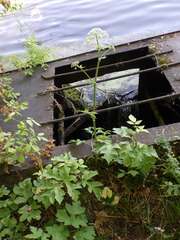 Heracleum sphondylium sphondylium