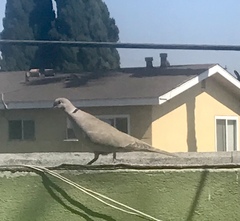 Streptopelia decaocto