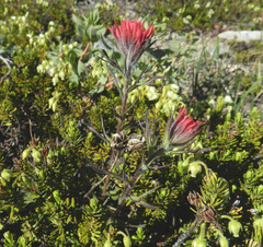 Castilleja parviflora oreopola