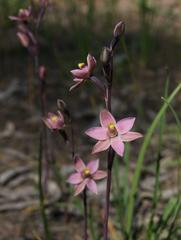 Thelymitra luteocilium