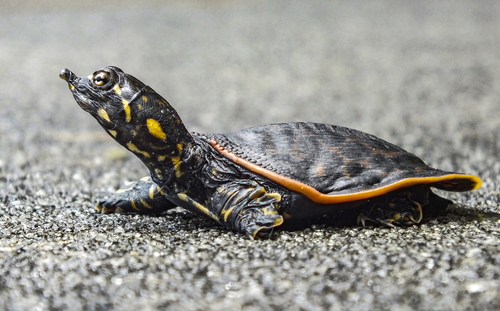 Florida Softshell Turtle, photo 5 of 9