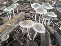 Setulosi