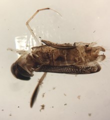 Sigara sigmoidea