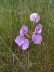 Swainsona procumbens