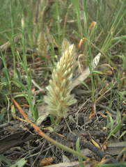 Ptilotus spathulatus