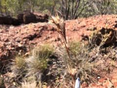 Cymbopogon bombycinus