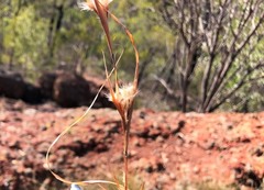 Cymbopogon bombycinus