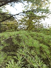 Cedrus deodara
