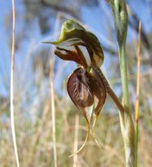 Pterostylis cheraphila