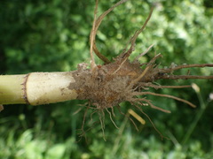 Chaerophyllum bulbosum