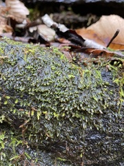 Jubula pennsylvanica