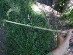 Chaerophyllum bulbosum