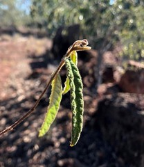 Seringia corollata