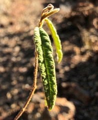 Seringia corollata