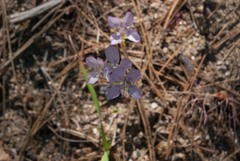 Clarkia dudleyana