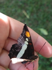 Adelpha basiloides
