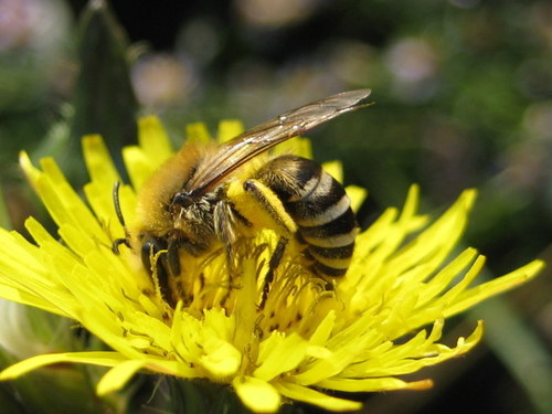 Sea Aster Bee
