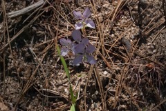 Clarkia dudleyana