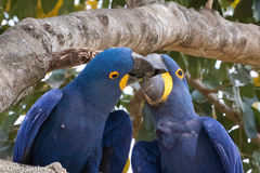 Hyacinth Macaw photo 4