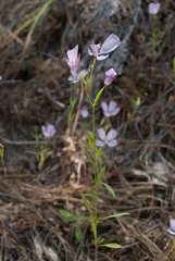 Clarkia dudleyana