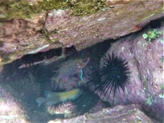 Neoniphon suborbitalis