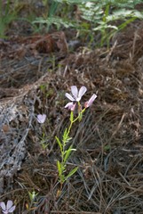 Clarkia dudleyana