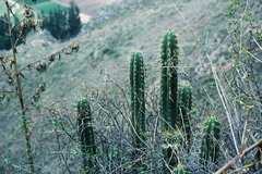 Trichocereus cuzcoensis