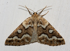 Caripeta divisata