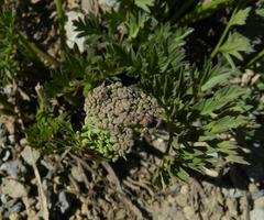 Ligusticum grayi