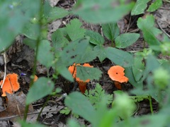 Cantharellus corallinus
