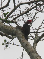 Campephilus rubricollis