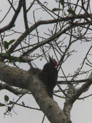 Campephilus rubricollis