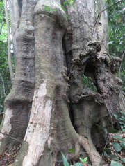 Gallesia integrifolia