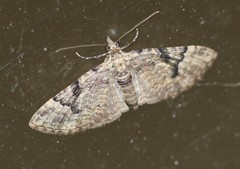 Mnesiloba eupitheciata