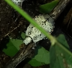 Apateticus lineolatus