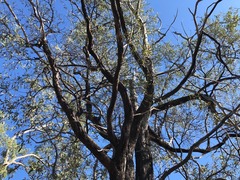Acacia rhodoxylon