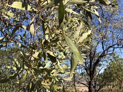 Acacia rhodoxylon