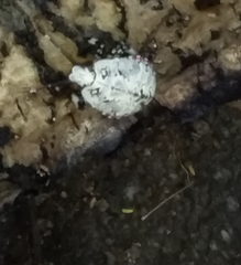 Apateticus lineolatus