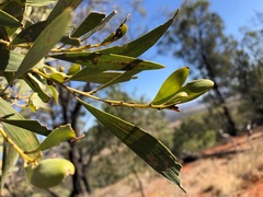 Acacia rhodoxylon