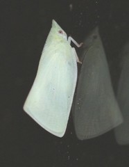 Colgaroides acuminata