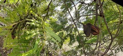 Jacaranda caucana