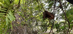 Jacaranda caucana