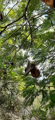 Jacaranda caucana