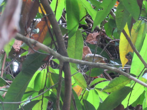 Leaden Antwren (Myrmotherula assimilis), photo 7