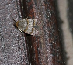 Elaphromorpha axierasta