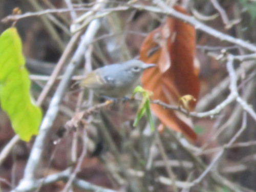 Leaden Antwren (Myrmotherula assimilis), photo 8