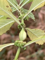 Neolasioptera lycopi