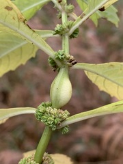 Neolasioptera lycopi