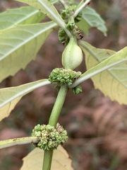 Neolasioptera lycopi